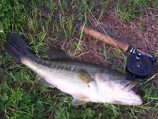 Largemouth Bass
