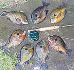 bream and bamboo