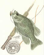 Crappie by Ed Kirkland