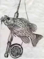 Crappie Drawing by Ed Kirkland
