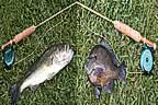 Mike Hawkins' Bass and Bream