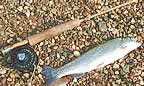 Mike Hawkins' rainbow on a bamboo fly rod