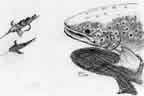 trout by Ed Kirkland